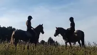 Le Poney Vert