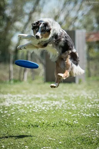 Temps 2 Chiens Educateur Canin Comportement