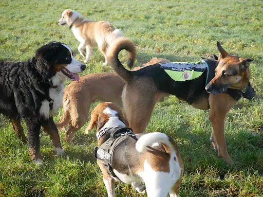 Think Dog - Éducateur et Comportementaliste Canin À Lille