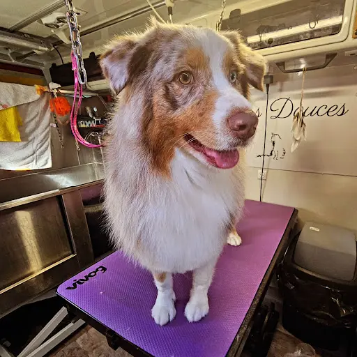 Aux Pattes Douces - Toilettage & Massage Canin