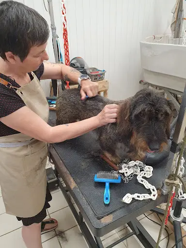 Céline Toilettage