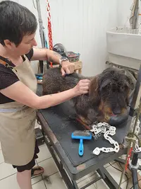 Céline Toilettage