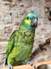 Au Paradis des Plumes