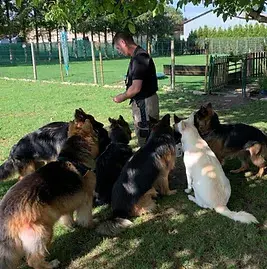 Dog S Academy 67