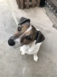 Du Creux du Nant: Élevage Chiots Jack Russel (ain, Rhône Alpes)