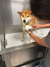 La Gent Canine