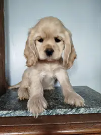 Elevage de l'Amour des Chiens et Chats Liessies