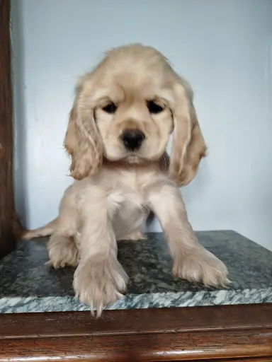 Elevage de l'Amour des Chiens et Chats Liessies