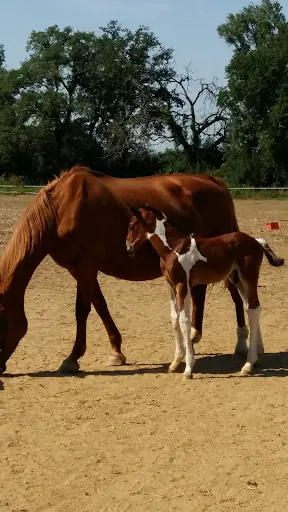 Haras des Houches Stable