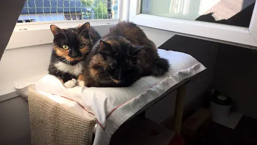 Holycat Résidence Féline