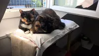 Holycat Résidence Féline