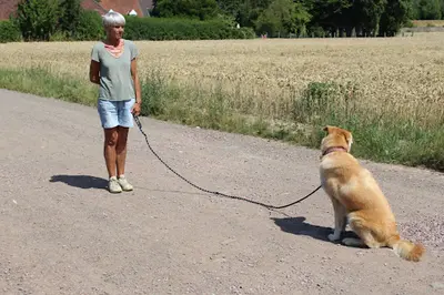 Jk-dog. Educateur Canin Secteur Lens, Liévin et Hauts de France. Comportementaliste Canin, Dresseur Chien