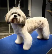 l'Élégance Canine Liévin