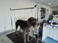 l'Animal Attitude