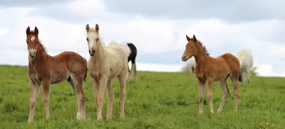 Mh West Ranch - Quarter Horse - Paint Horse - Chevaux de Loisirs