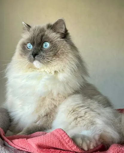 Ragalaxy Ragdolls
