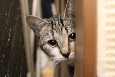 Action 4 Pets