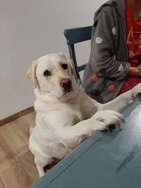 Beauté Animale