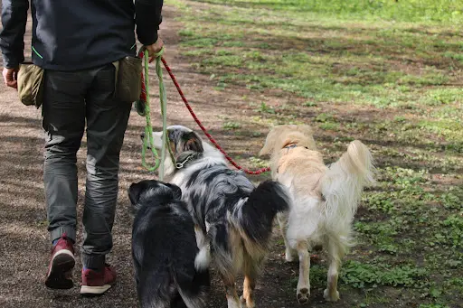 J Educ Zen - Educateur Comportementaliste Canin/pension Canine