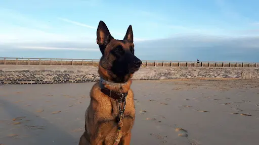Ligue Protectrice des Animaux du Nord de la France - Lpa-nf