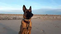 Ligue Protectrice des Animaux du Nord de la France - Lpa-nf