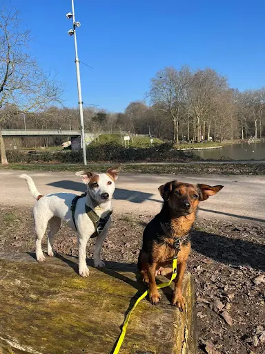 Snifdog - Éducateur Canin Comportementaliste | Lille Loos Lomme