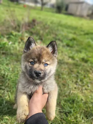 Élevage Pomsky Loup de Givre
