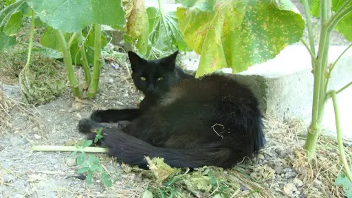 Association "les Chats de Limeil"
