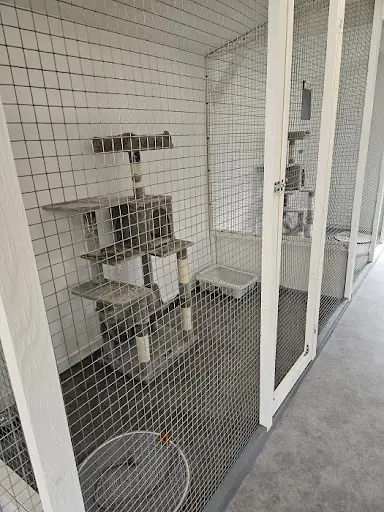 La Patte d'Auré - Pension Féline - Pension Chats