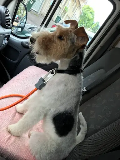 Easy Dog