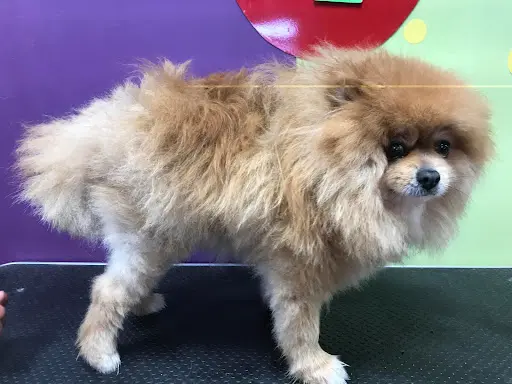 🐶 Poil Ô Pat 🐶