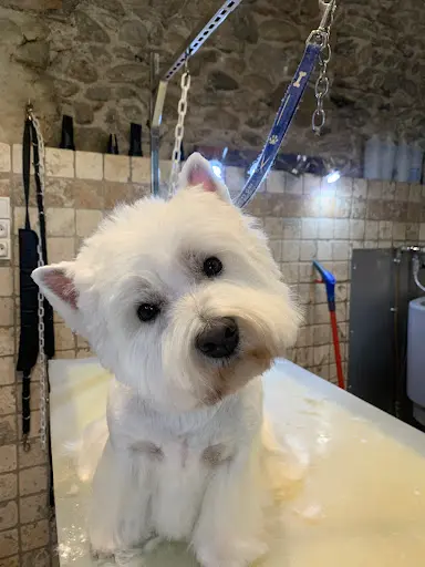 L’elégance Canine Garrouste Emma