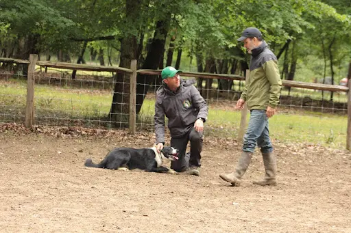 Pimawi Border Collie