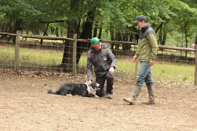 Pimawi Border Collie