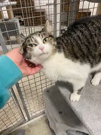 For Your Paws Only Cattery