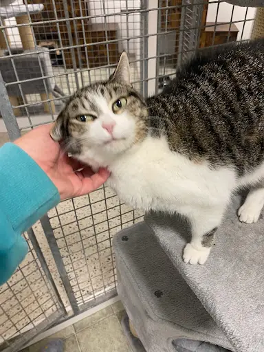 For Your Paws Only Cattery