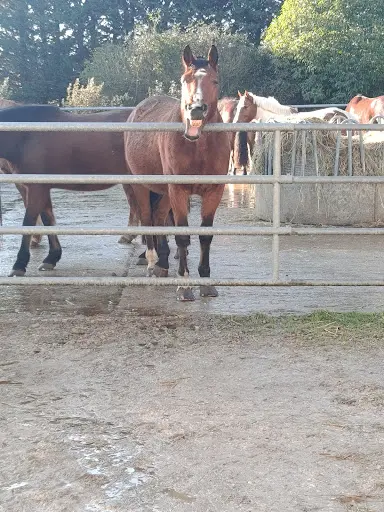 Poney Club de la Forêt de Moulière