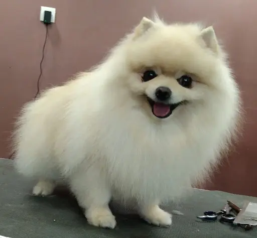 Défi Canin - Toiletteur Pour Chien