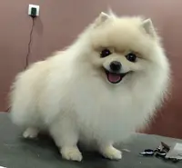 Défi Canin - Toiletteur Pour Chien