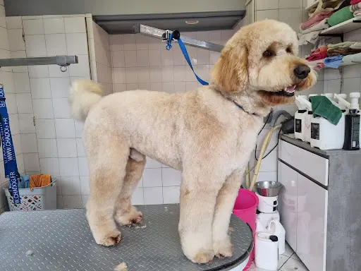 Au Salon Toilettage Canin Felin et Nac