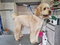 Au Salon Toilettage Canin Felin et Nac