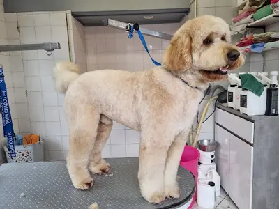 Au Salon Toilettage Canin Felin et Nac