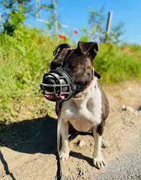 Éducateur Canin Respectdogs Lisieux