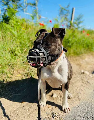 Éducateur Canin Respectdogs Lisieux