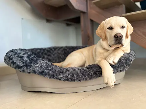 Labradors de l'Etang Balancet