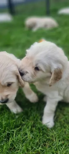 Le Domaine de Glatigny Élevage Goldens Retrievers