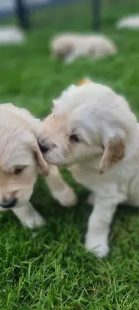 Le Domaine de Glatigny Élevage Goldens Retrievers