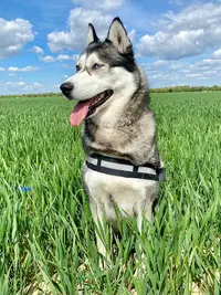 Dog Sitter 91 - Garde de Chien Essonne