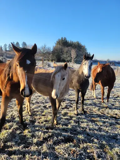 Haras de Bois Dieu