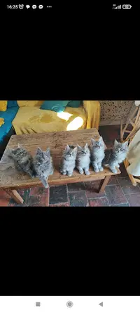 Chatterie du Pays de Totoro - Élevage de Maine Coon en Normandie
